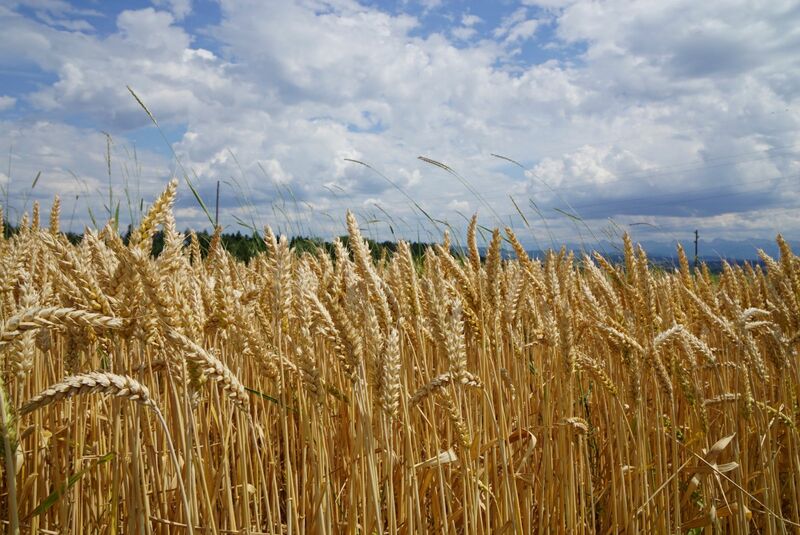 Wheat beth-macdonald-1OaAaZBpRDE-unsplash